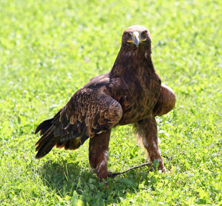 Great Golden Eagle with a yellow beak and bright eyesの写真素材