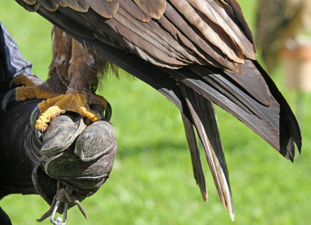 brave Falconer trainer with a long Eagle claws on protective glove