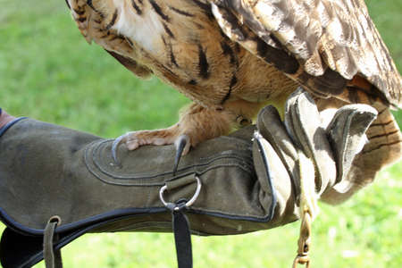 big OWL on a protective glove Falconer trainer of raptorsの写真素材