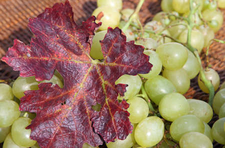 bunch of grapes mature in wicker basket in the autumn after the harvestの写真素材