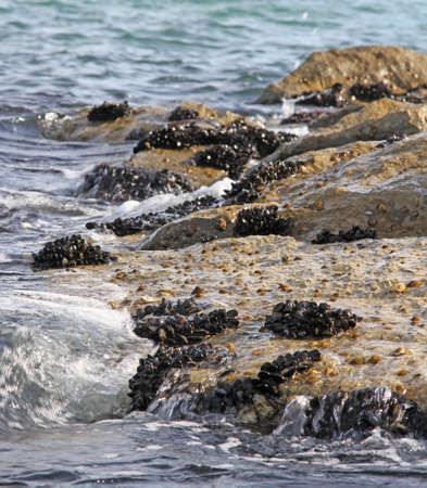 groups of molluscs and mussels on the rocks by the sea with wavesの写真素材