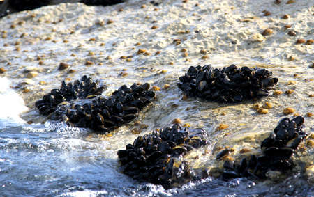 groups of molluscs and mussels on the rocks by the sea with wavesの写真素材