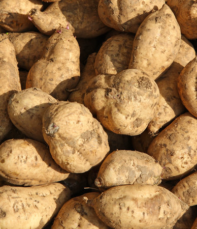 many sweet American potatoes harvested in farmer's Garden