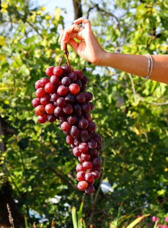 giant bunches of grapes hand held by the woman