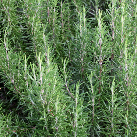 intensive cultivation of green Rosemary on the Mediterranean coastの写真素材