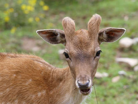 young deer's snout in the mountainsの写真素材