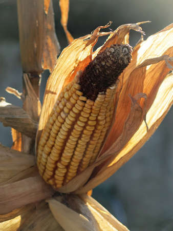 corn on the cob with ripe yellow dried seeds ready for collectionの写真素材