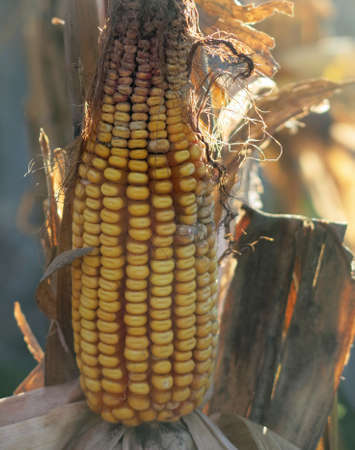 corn on the cob with ripe yellow dried seeds ready for collectionの写真素材