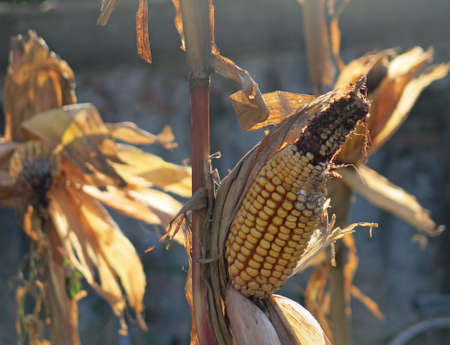 corn on the cob with ripe yellow dried seeds ready for collectionの写真素材