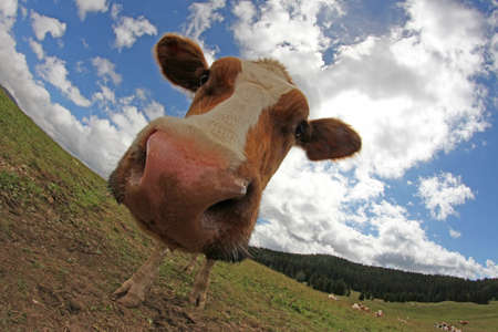 cow photographed with a fisheye lensの写真素材