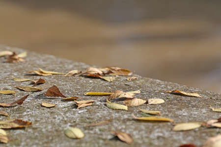 Wall in autumn with deciduos dried leavesの写真素材