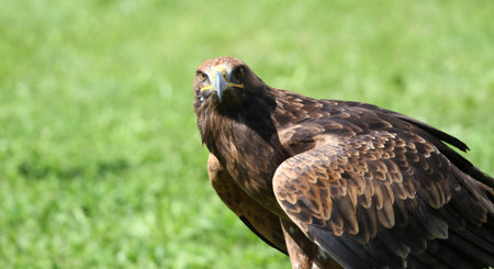 majestic Great Eagle ready to fly in the mountains