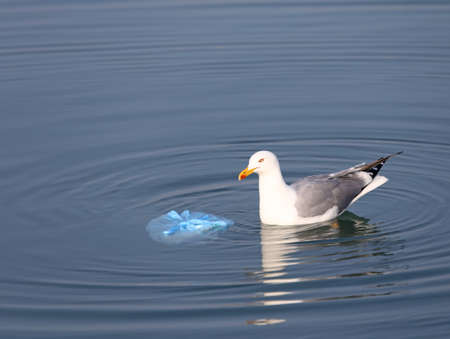 Great Black-headed Gull on the sea near a bag of rubbishの写真素材