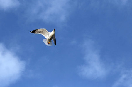 evolution of the flight of a Seagull in the sky
