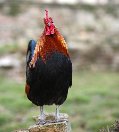 big cock with the Red crest on top of the stone on the farm