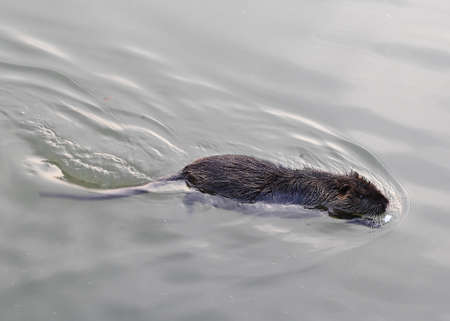 big OTTER swims in pond water in search of foodの写真素材