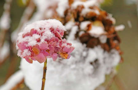 Pink hydrangea flower white snow-covered in winter coldの写真素材