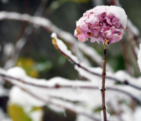 Pink hydrangea flower of white snow-covered garden in cold winterの写真素材
