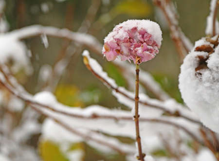 Pink hydrangea flower white snow-covered in winter coldの写真素材