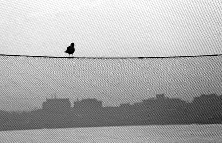 backlight seagull over the fishng net near the adriatic seaの写真素材