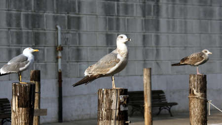 seagulls over the poles to anchor boats in veniceの写真素材