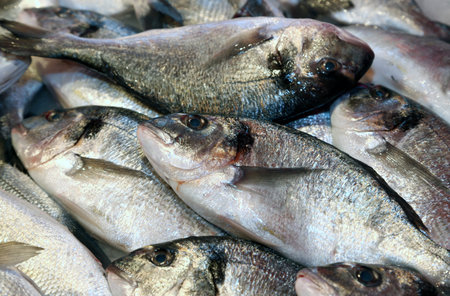 big bream caught fresh in the Mediterranean Sea on sale in fish market