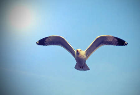 flight of a Seagull in the skyの写真素材