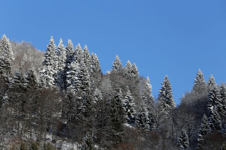 mountain landscape with snow and trees in winter
