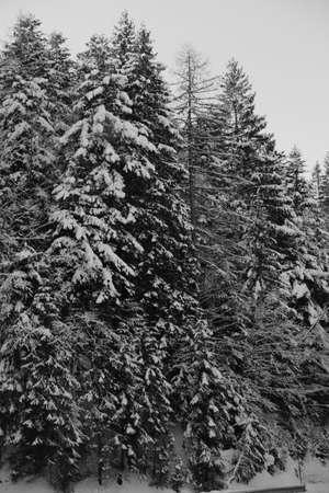 mountain with snow and trees in cold winterの写真素材