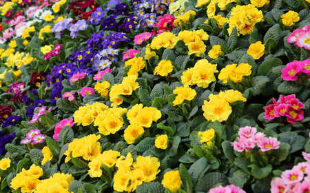 background of colorful Primroses in the garden of the villaの写真素材
