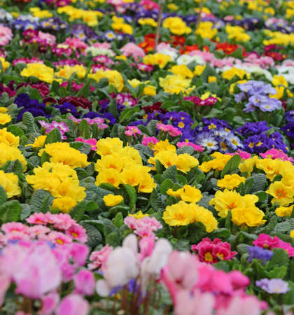 background of colorful Primroses in the garden of the villaの写真素材