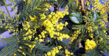 big Yellow branch of mimosa flowers in Marchの写真素材