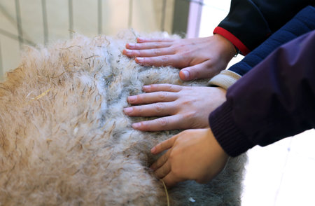 three hands of children feel the softness of wool of sheepの写真素材