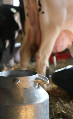 old aluminum bucket to collect the milk in the barn with a cow in the background