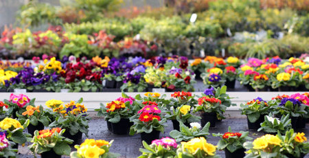 myriad of colored purple flowers and Primroses in spring
