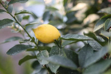 yellow lemon hanging on the tree in the orchard in springの写真素材