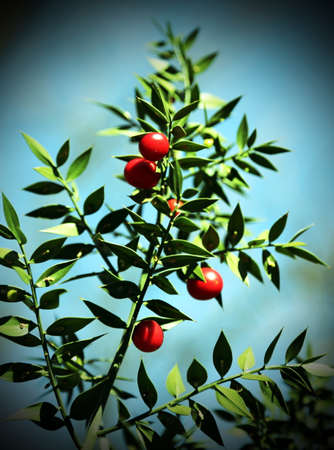 Red Holly berries and spiny leaves vintage effectの写真素材