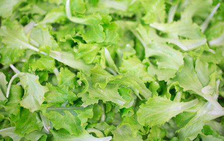 Green fresh leaves salad sold from grocery store