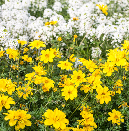 many yellow flowers and little white flowers in the meadow