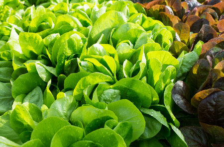 beautiful fresh leaves Salad in the garden of the home garden
