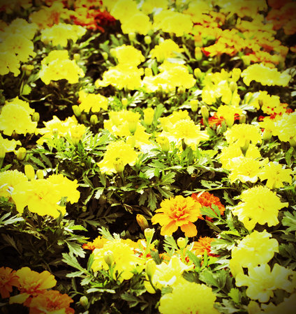 large field of yellow flowers in spring and vintage effect