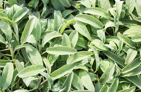 beautiful Sage Green for sale in the greenhouseの写真素材