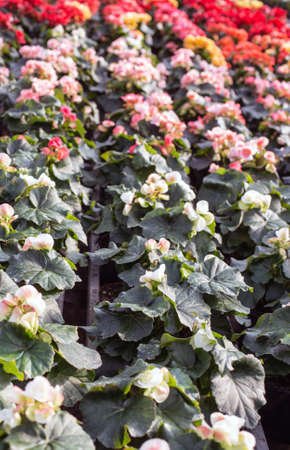 many plants and flower to sell in greenhouse at springの写真素材