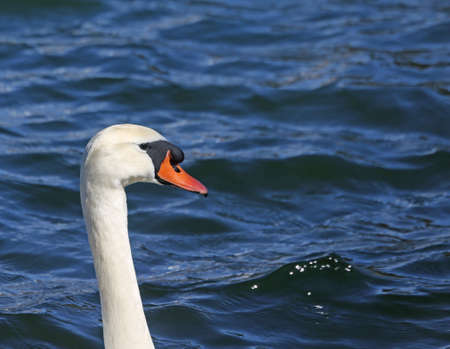 Long neck of Cygnus with the Orange beak in the pondの写真素材