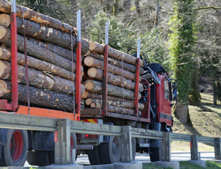 great fast trucks transporting the logs in the road in the middle of the forest