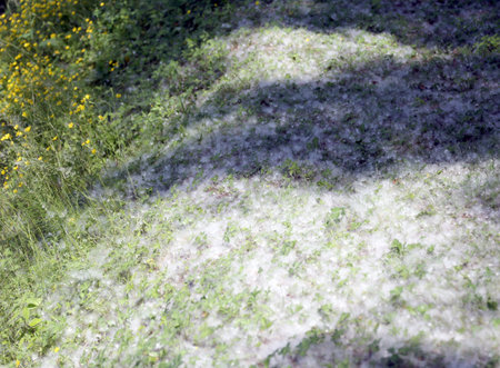 Lawn covered with many tree pollens in spring
