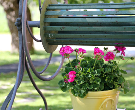 pot of Geraniums above the ancient well