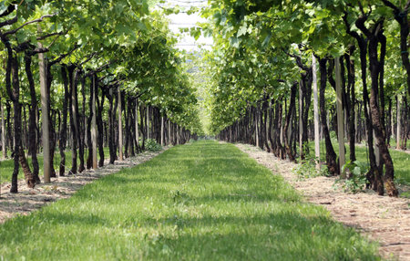 infinite vineyard green in Italian campaigns in summer