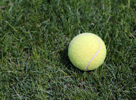 close up Yellow tennis ball on green grassの写真素材