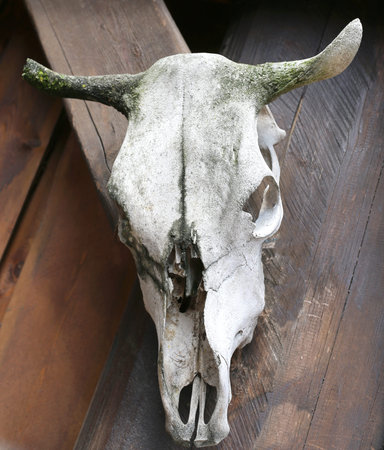 cow skull hanging on the wall of the farm in americaの写真素材